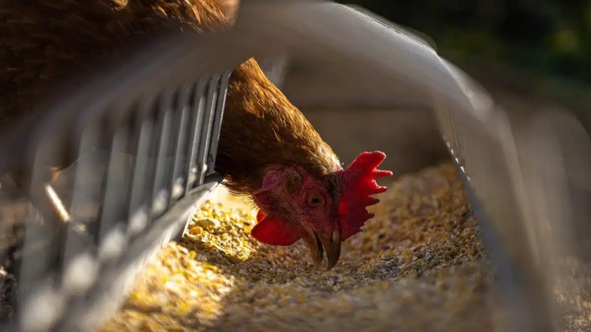 L'avantage de choisir un fournisseur spécialisé dans le matériel agricole et l'élevage en France